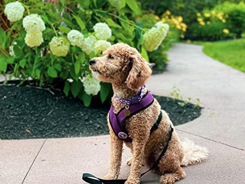 Gooby Comfort X Head-in Dog Harness, Choke-Free, Purple, Medium