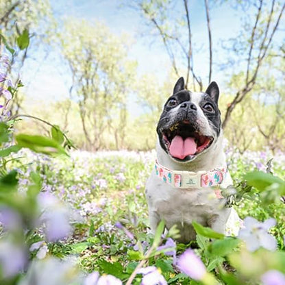 Lionheart glory Dog Collar Dinosaurs Pattern Cute Collar for Small Dogs Spring Summer Female or Male Collars Pets Gift Adjustable Heavy-Duty Pet Collars