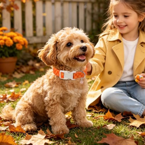 DOGWONG Autumn Plaid Dog Collar, Orange Checked Cute Girl Dog Collar,Orange Plaid Dogs Collars for X-Small Puppies Dogs, Neck 8-12 inches