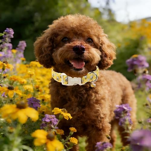 Lionet Paws Spring Dog Collar- Cute Bees Yellow Dogs Collar with Plastic Buckle and Bee Pendant,Dog Collar for Small Dogs