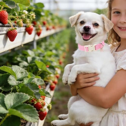 DOGWONG Pink Striped Girl Dog Collar for Small Medium Dog XL