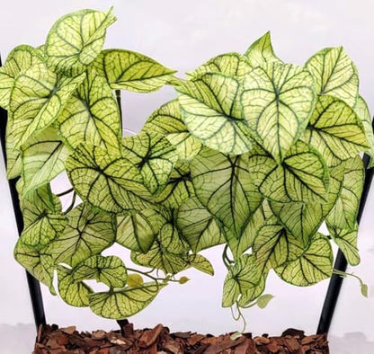 Reptile Plants for Terrarium,Habitat Decor, Hanging Plant with Suction Cup