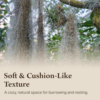Spanish Moss for Terrarium Habitats, Small 1-Pack