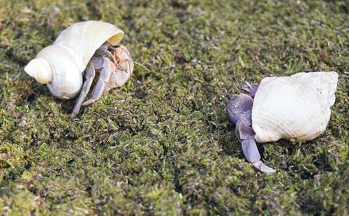 1lb Hermit Crabs Substrate, Ideal for Hermit Crab Supplies for Tank Habitat