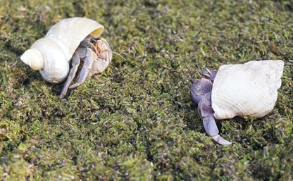 1lb Hermit Crabs Substrate, Ideal for Hermit Crab Supplies for Tank Habitat