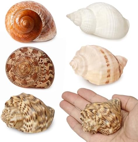 5Pcs Large Hermit Crab Shells Natural Sea Conch Size: 3"-3.5" Turbo Seashells for Hermit Crab Supplies Hermit Crab House for Décor No Paint or Dye