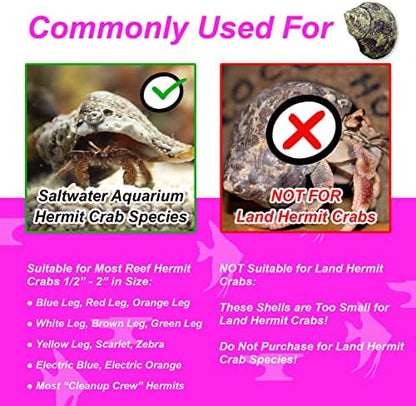 Reef Hermit Crab Shell Mix Spare Shells for Most Saltwater Hermit Crabs 12 OZ 1/2" - 2" Shells