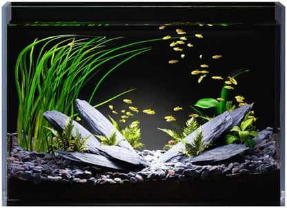 5 Gallon Glass Fish Tank Rimless with Black Background Rectangular Tank