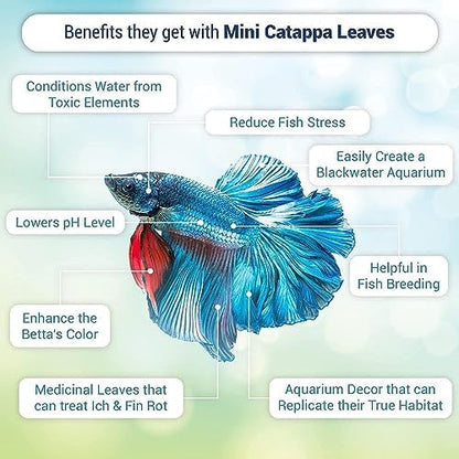 SunGrow 100 pcs Catappa Indian Almond Leaves for Betta Fish Tank Aquarium, 2” Water Conditioner Leaves, Leaf Also Suitable for Shrimp, Goldfish, Guppy and Frogs