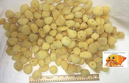 4 Natural Hermit Crab Sea Sponges, Water Dish, Humidity & Habitat