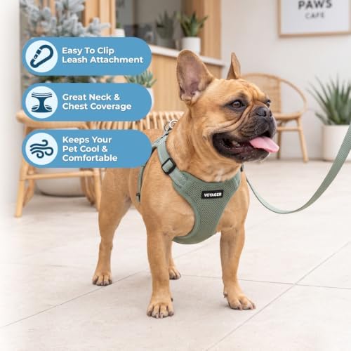 Best Pet Supplies Voyager Adjustable Step-in Flex Breathable Mesh Dog Harness for Small Medium Large Dogs Leash Set (Moss Green), S