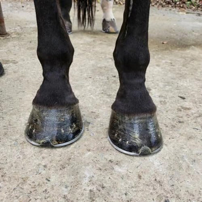 Horse Grooming Tool - Hoof Brush with Stiff Bristled Bristles and Soft Rubber Handle, Efficiently Cleans Horse Hooves and Doubles as a Mud Remover for Boots, Random Color 4PCS