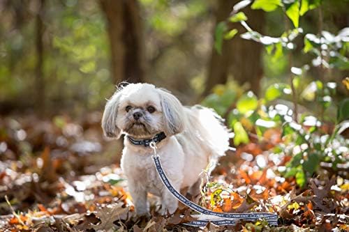 NCAA PET String, Small, Penn State Nittany Lions, Dog String, Shiny & Colorful String for Dogs & Cats Licensed by the NCAA, Old Version