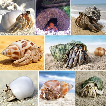 SINKOO 19PCS Hermit Crab Habitat Kit | Natural Coconut Shell Hut & Assorted Seashells with Plants | Climbing Hideout & Decor for Hermit Crabs | Home Aquarium Tank Accessories
