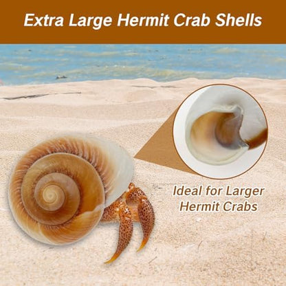 NIIIYTYB Large Hermit Crab Shells Extra Shells 2.7~3.5 Inch Big Empty Natural Sea Conch for Crabs Ideal Hermit Crab Supplies for Shell Changing and Habitat Enrichment
