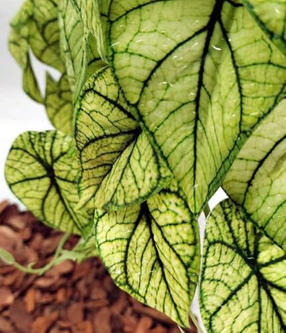 Reptile Plants for Terrarium,Habitat Decor, Hanging Plant with Suction Cup