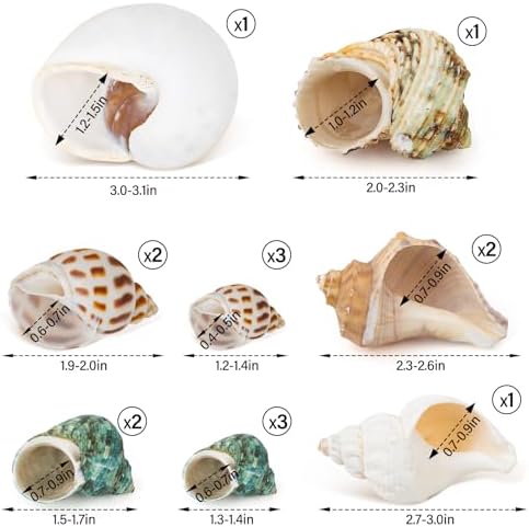 QEQEKAKA 15PCS Hermit Crab Shells Natural Mixed Seashells Replacement