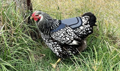 DOWN UNDER OUTDOORS Medium-Large Chicken Saddle Hen Apron Saver (Gray Mesh)