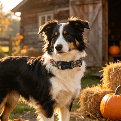 DOGWONG Halloween Pumpkin Dog Collar, Autumn Pumpkin Maple Cute Girl Dog Collar,Girl Boy Dogs Collars for X-Small Puppies Dogs, Neck 8-12 inches