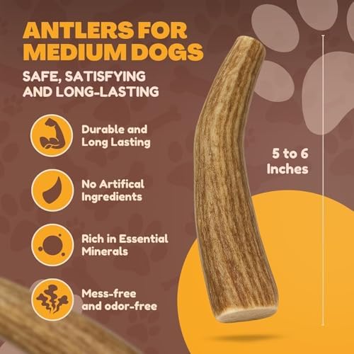 WhiteTail Naturals 2 Pack Whole Deer Antlers for Medium Dogs - 5-6 Inches