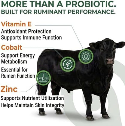 Ruminant Probiotic Paste for Cattle & Goats | Prebiotic + Probiotic | 6 Strains, 12B CFU | Digestive, Rumen & Immune Support - Pack of 2-80G Each