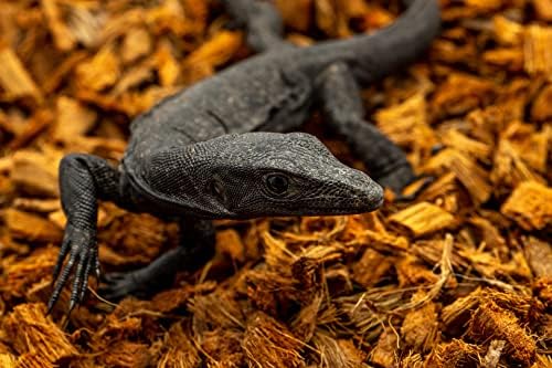 ReptiChip Reptile Substrate Coconut Chip Bedding 72 Quart Compressed Organic Coco Husk Block for Snake Habitat, Ball Python Terrarium, Turtle Tanks, Tortoise Enclosure (5 Pk)