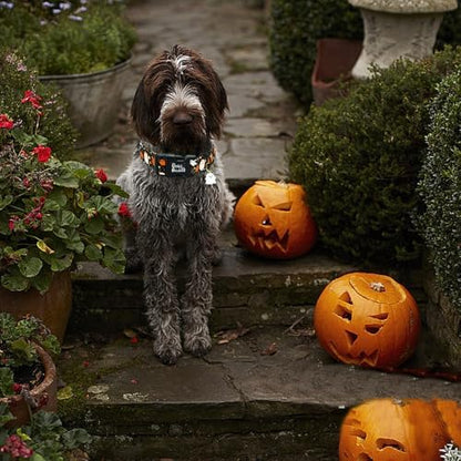 Halloween Fall Pumpkin Ghost Print Dog Collar for Small Dogs