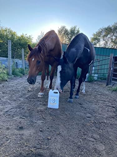 100% Pure Camelina Oil for Horses – Omega 3 & Vitamin E Rich Supplement for Coat, Hooves, Arthritis, Joints, Weight Gain & Ulcers – False Flaxseed Oil Made in Canada by Smart Earth, 1gal.