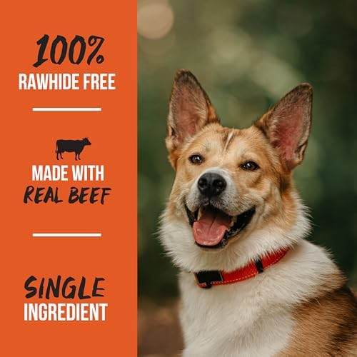 Grillerz Scott Pet Beef Mammoth Bone, 1 Count, Beef Bones for Dogs, Rawhide Free, Dog Chew for Healthy Teeth & Gums, High Protein, Easy to Digest, Long Lasting, Natural Treats for All Breeds