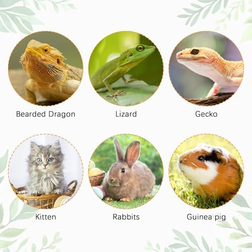 kathson Bearded Dragon Carrier with Harness and Leash Set, Large Reptile Travel Carrier Portable Lizard Backpack Clear Small Animals Carrying Bag for Gecko Hamster Rabbit Hedgehog Kitten (Gray)