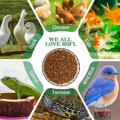 Dried Black Soldier Fly Larvae Treats for Chickens Wild Birds Ducks 5LB
