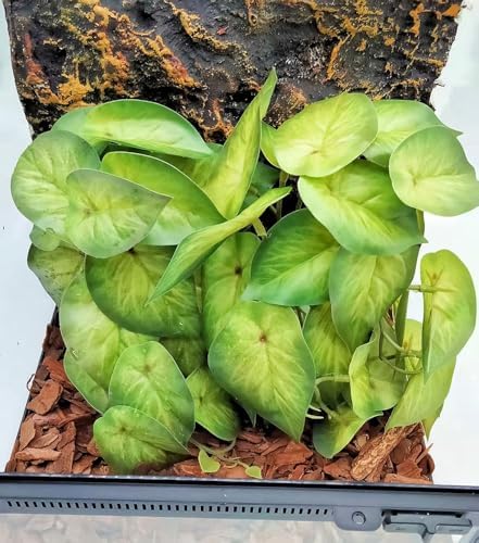 Reptile Plants for Terrarium,Habitat Decor,Hanging Plant with Suction Cup