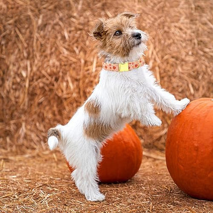 Dog Collars, Fall Dog Collars Halloween Puppy Pumpkin Print Pet Collars Durable Metal Comfortable Dog Collar Puppy Adjustable Dog Collar for X-Large Dogs
