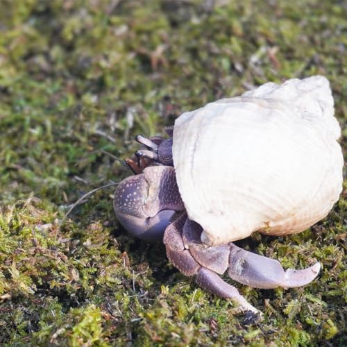 1lb Hermit Crabs Substrate, Ideal for Hermit Crab Supplies for Tank Habitat
