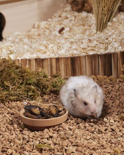 Niteangel Hamster Snack & Treats Toy: Freeze-Dried Dubia & No Additive