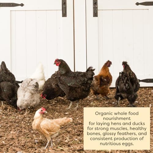 Scratch and Peck Feeds | Layer Mash for Chickens & Ducks | 25 lb Bag