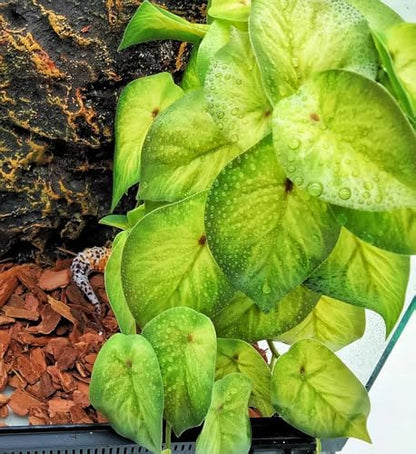 Reptile Plants for Terrarium,Habitat Decor,Hanging Plant with Suction Cup