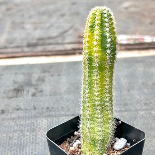 Variegated Peanut Cactus Live Plant - Indoor Outdoor Succulent Heat Pack