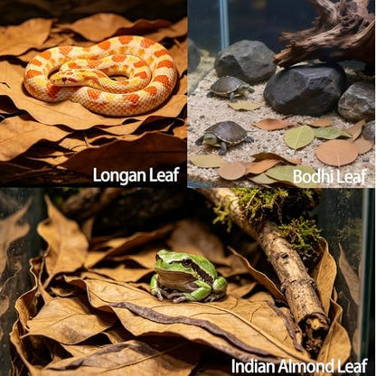 120Pcs Leaf Litter Reptiles Indian Almond & Longan Moneta Leaves
