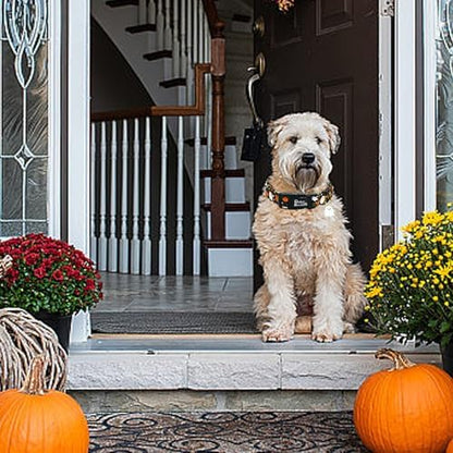 Halloween Fall Pumpkin Ghost Print Dog Collar for Small Dogs