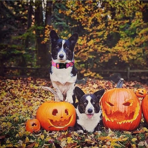 Halloween Dog Collar, Purple Pumpkin Bat Print Puppy Collar XL