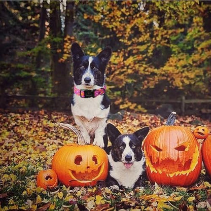 Halloween Dog Collar, Purple Pumpkin Bat Print Puppy Collar XL