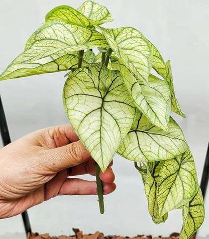 Reptile Plants for Terrarium,Habitat Decor, Hanging Plant with Suction Cup
