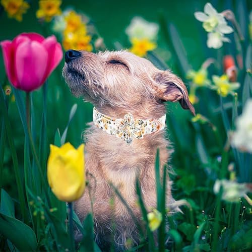 Elegant little tail Dog Collar, Floral Print Spring Pet Collars with Flower Pet Gift Girl Flower Collar Female Adjustable Dog Collars for Small Dogs