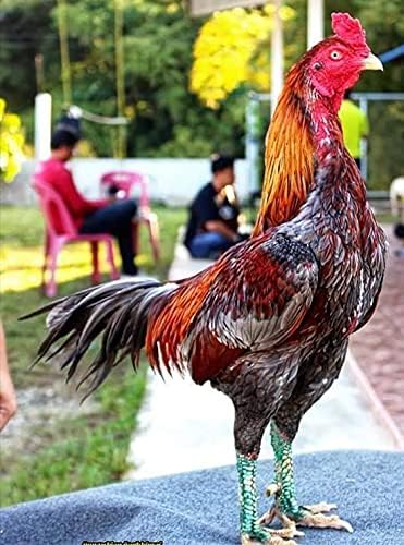 HULX 2 PCS, Rooster Booster Chicken Wound Care Skin Soother Healing 30 CC. Protection & Quickly Recover Skin Heal Wounds Pain Fast Dries Work Well for Sore Mouth Face Feet Poultry Bird