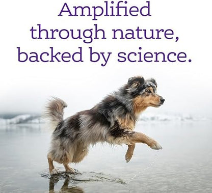NutriSource AmpliFull Turkey Flavor Calming Dog Soft Chews, Daily Anxiety & Stress Relief Supplement for Dogs, High Absorption for Relaxation, 70 Chews (1 Pack)