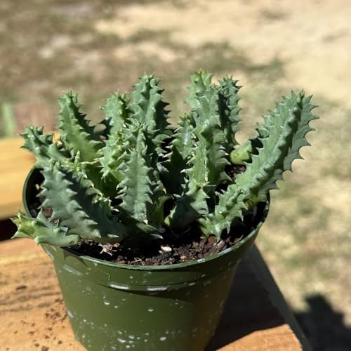 Rare Life Saver Cactus Live Plant - Huernia Zebrina Indoor Succulent Gift