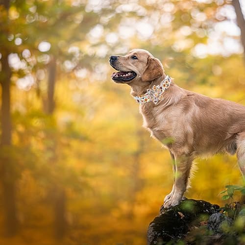 Elegant little tail Fall Dog Collar, Halloween Pet Collars with Bow Cute Pumpkin Print Puppy Collar Female or Male Cotton Adjustable Collars for Small Medium Large Dogs