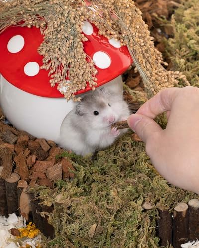 Niteangel Small Animal Snack & Treats: Freeze-Dried Grasshopper & No Add