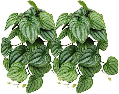 2Pack Fake Calathea Orbifolia, Reptile Habitat Plants with Suction
